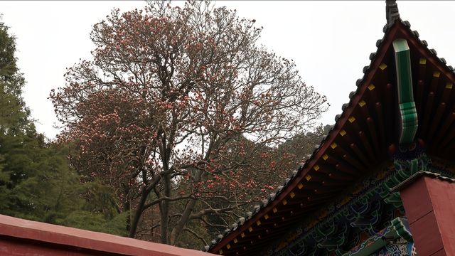 必收藏！西安旅遊超全攻略，從歷史古蹟到特色美食一網打盡