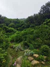 琵琶里霧森花海｜南北湖新晉仙境，每一步都係網紅大片！