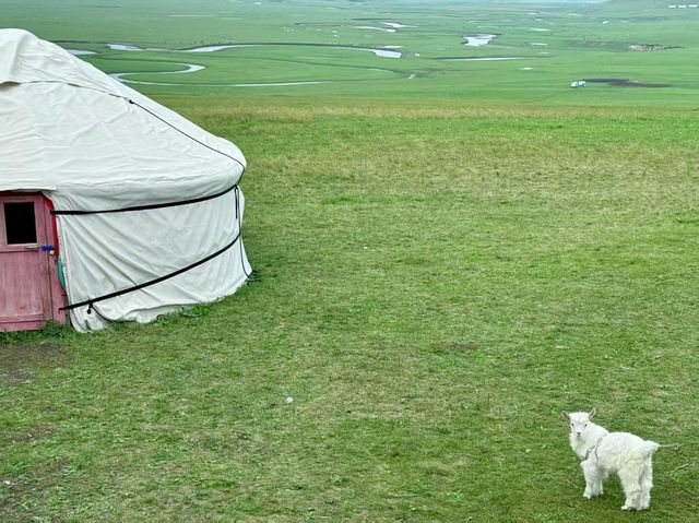 呼倫貝爾，夏天旅行嘅天花板