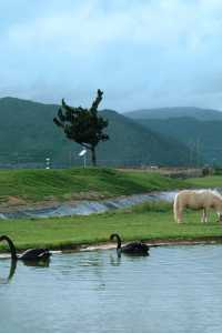 香格里拉納帕海：住進童話般的牧場莊園，邂逅20度的夏日浪漫