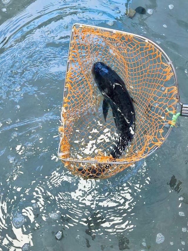 杭州青花椒魚寶藏店喺邊？我搵到啦！