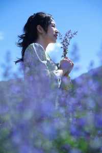 新都橋嘅薰衣草開花啦，夏日限定嘅浪漫紫色花海！
