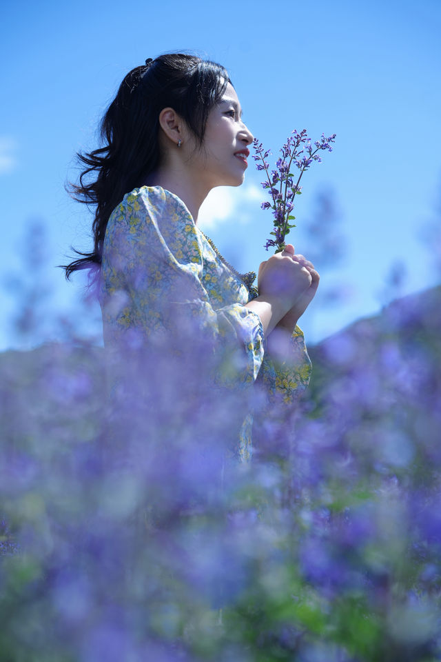 新都橋嘅薰衣草開花啦，夏日限定嘅浪漫紫色花海！