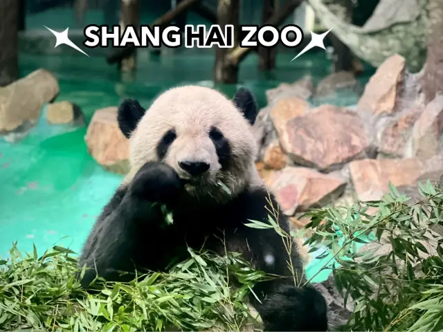 Shanghai also has pandas with those black eyes to see