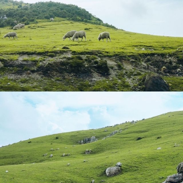 本地人都去嘅草場