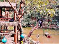 Tamao Wildlife Rescue: Cambodia’s Sanctuary of Hope