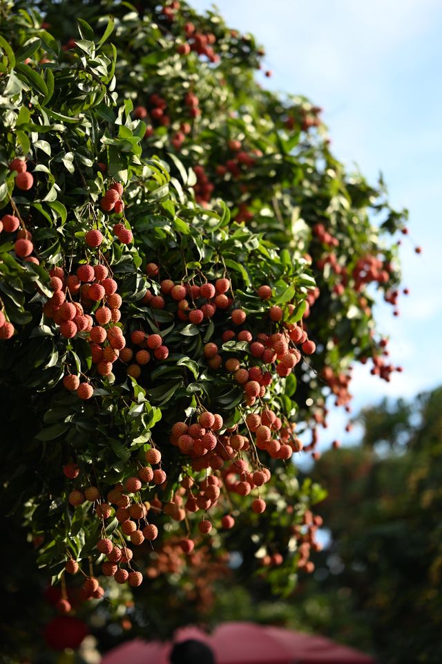 古村、紅荔、老碉樓——瓜嶺村的治癒系漫遊