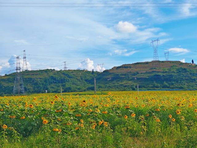 【貴州安順植物園向日葵花海深度遊】21℃清涼避暑