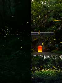 南京螢火森林夜遊夢幻