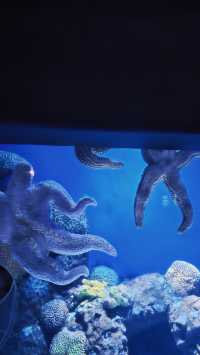 海底隧道餐廳打卡必去