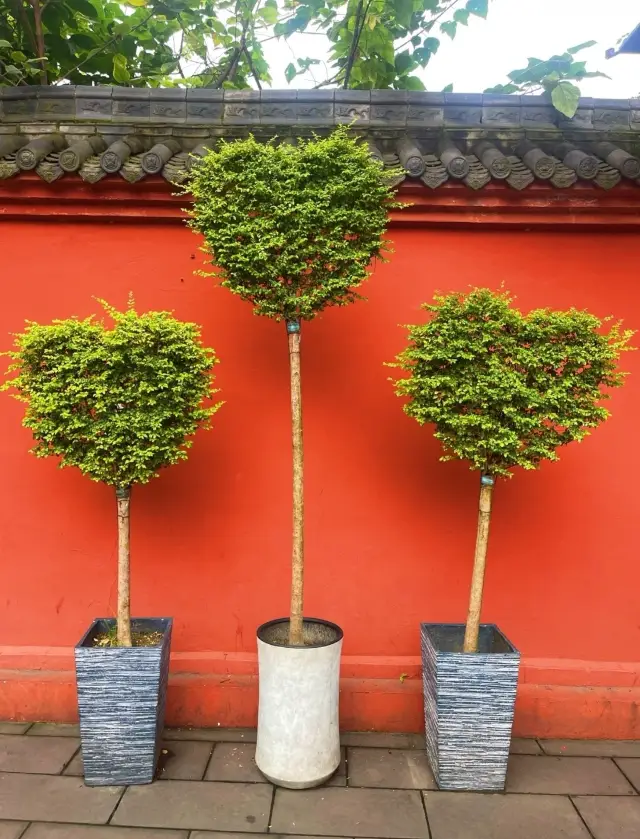 Immersive Check-in Guide for Wenshu Monastery in Chengdu: 1000 Reasons to Fall in Love with This City