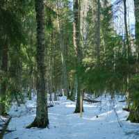 🌲 Helsinki Forests in Winter – Endless Walks in Silent Snow