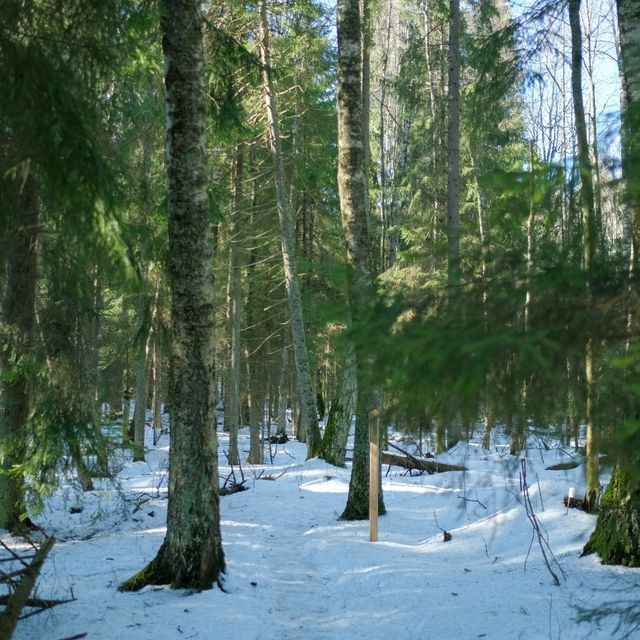 🌲 Helsinki Forests in Winter – Endless Walks in Silent Snow