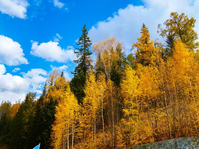 喀納斯河畔：秋日色彩的絕美盛宴