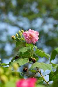 風過木芙蓉，如詩如畫的絕美秋色