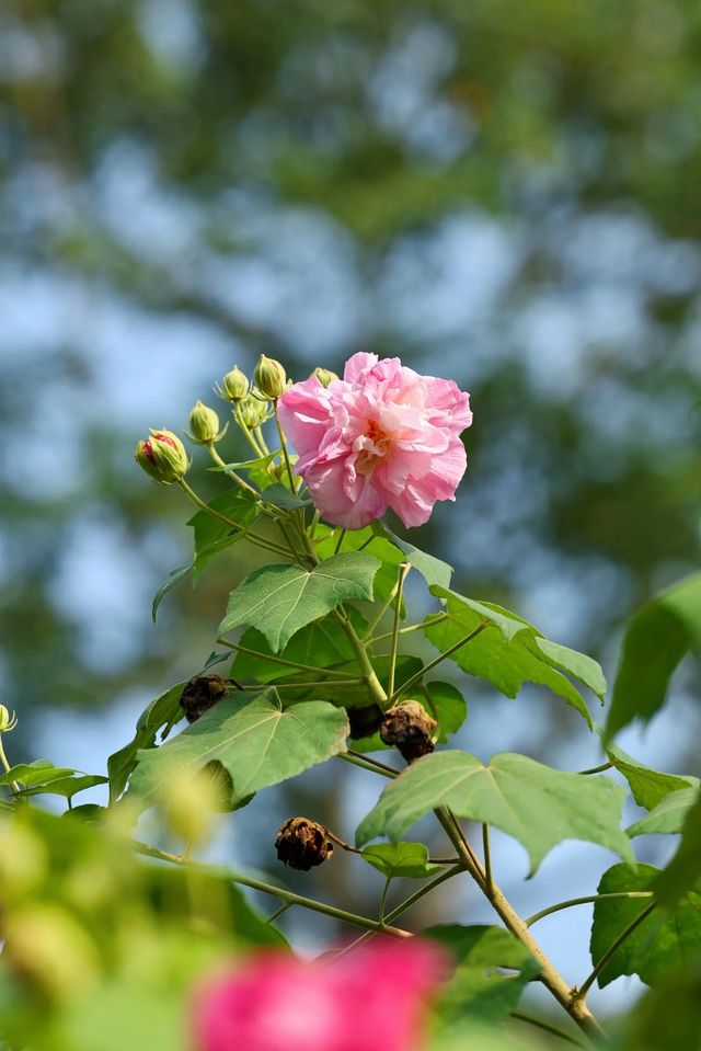 風過木芙蓉，如詩如畫的絕美秋色