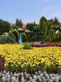 銀川人速衝！中山公園菊花直接開成童話