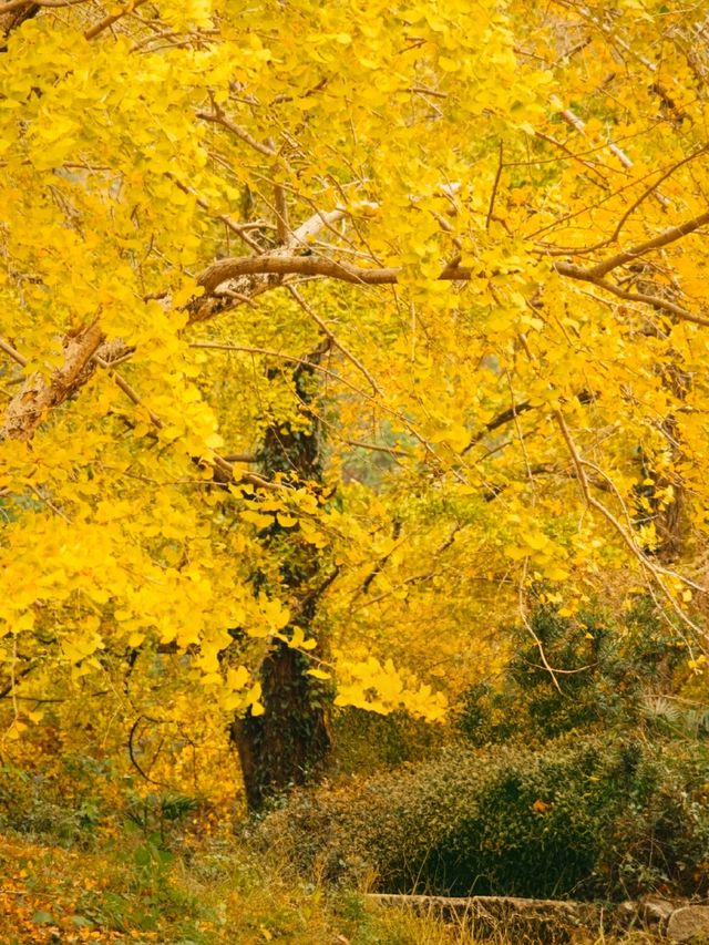 廣東賞秋天花板！11月去韶關帽子峰，邂逅金色浪漫