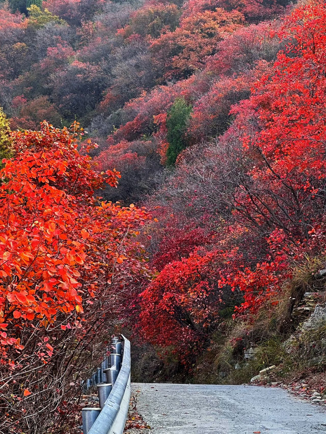 濟南劈山秋日攻略｜免費紅葉秘境，徒步即入油畫