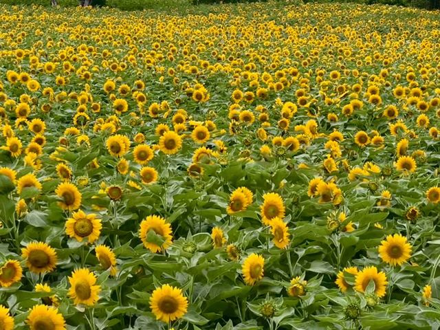 香山開瘋了！50畝金色花海美成梵高油畫