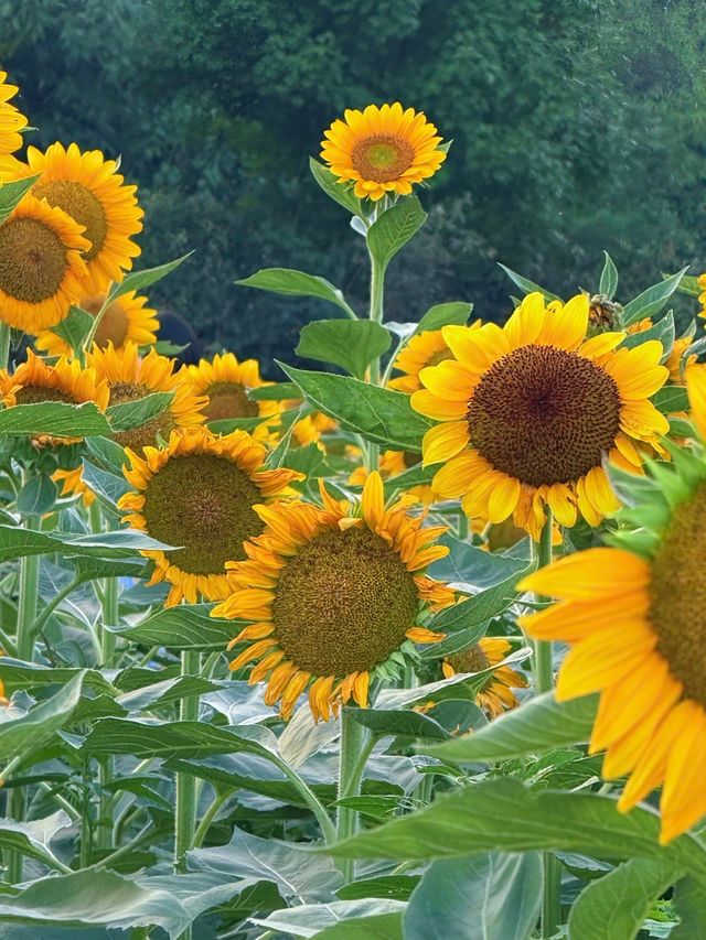 湖南省植物園向日葵花海全攻略拍出冬日暖陽感大片