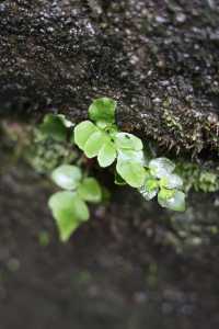 帶娃逛巴人石頭城