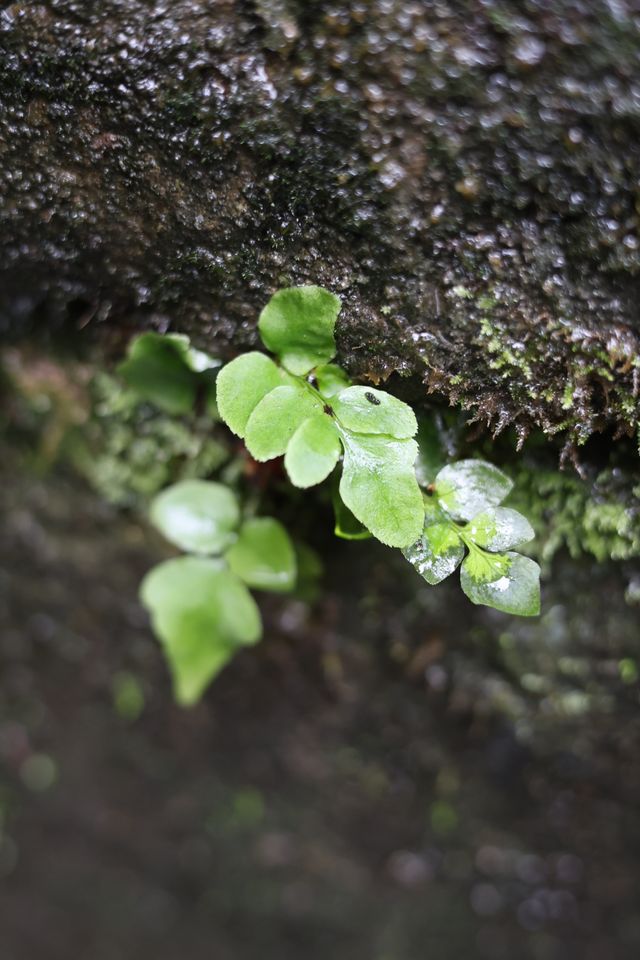 帶娃逛巴人石頭城 帶娃逛巴人石頭城