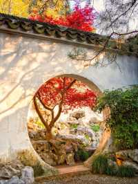 蘇州秋日限定|銀杏和紅楓點綴的五彩園林