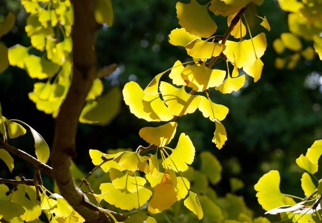 深秋「好色」去上海植物園 深秋「好色」去上海植物園