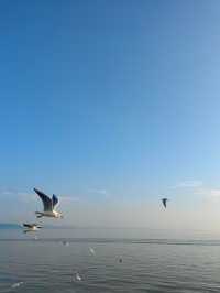 無錫鼋頭渚｜紅嘴鷗回歸季！這份觀鷗攻略請收好