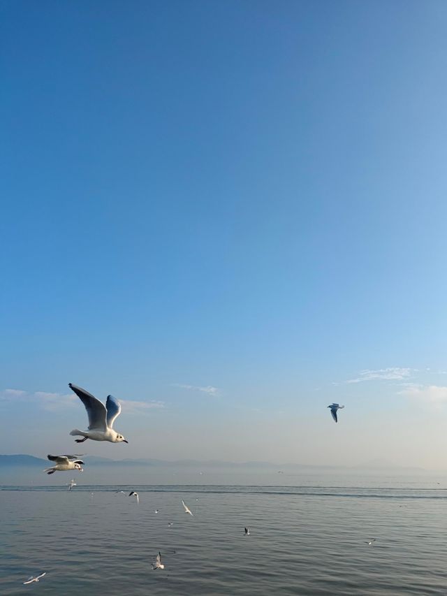 無錫鼋頭渚｜紅嘴鷗回歸季！這份觀鷗攻略請收好
