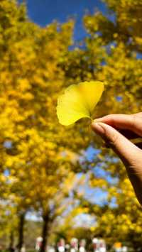 秋之韻：凋零與豐收的交響