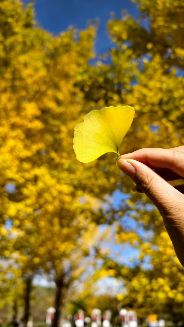 秋之韻：凋零與豐收的交響