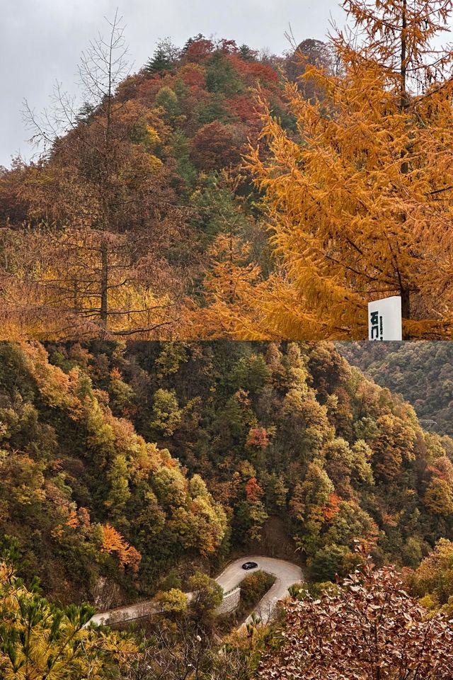 留壩紅葉打卡攻略