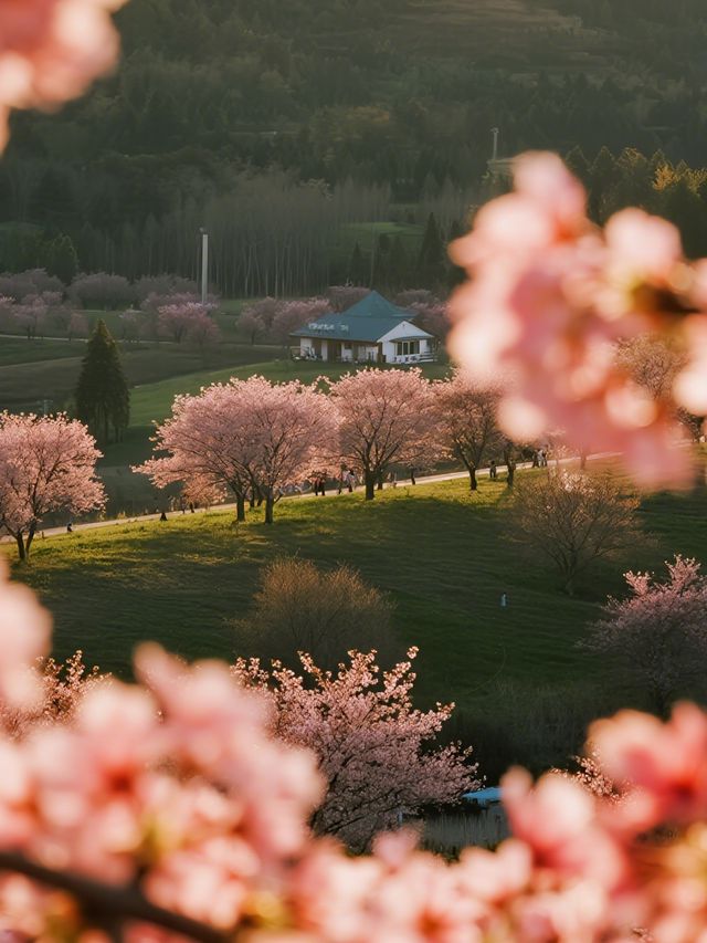貴安櫻花園親子賞櫻攻略3月赴一場粉色童話！