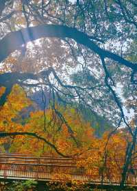 西安1h直達！輕徒步溜娃賞秋天花板！