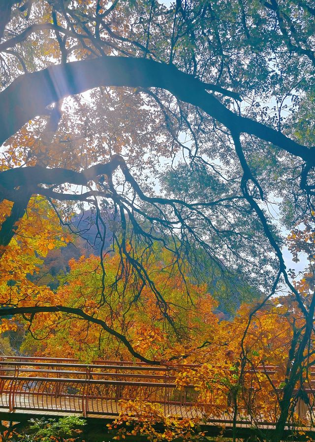 西安1h直達！輕徒步溜娃賞秋天花板！