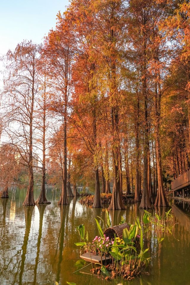 深圳追一場秋日童話