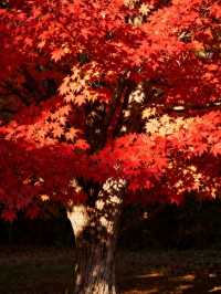 霜染鍋盔楓似火，暖居枕葉醉秋光