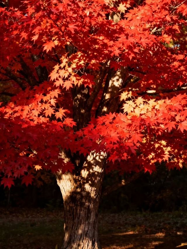 霜染鍋盔楓似火，暖居枕葉醉秋光