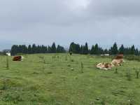 逃離城市計劃盤州烏蒙大草原自駕遊太治癒了！ 從鋼筋森林到遼闊草原，在攜程下單包車直接衝往烏蒙大草