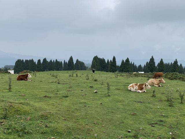 逃離城市計劃盤州烏蒙大草原自駕遊太治癒了！ 從鋼筋森林到遼闊草原，在攜程下單包車直接衝往烏蒙大草