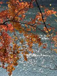 楠溪江秋冬遊攻略一鍵解鎖金黃柿子+古村曬秋+紅楓古道