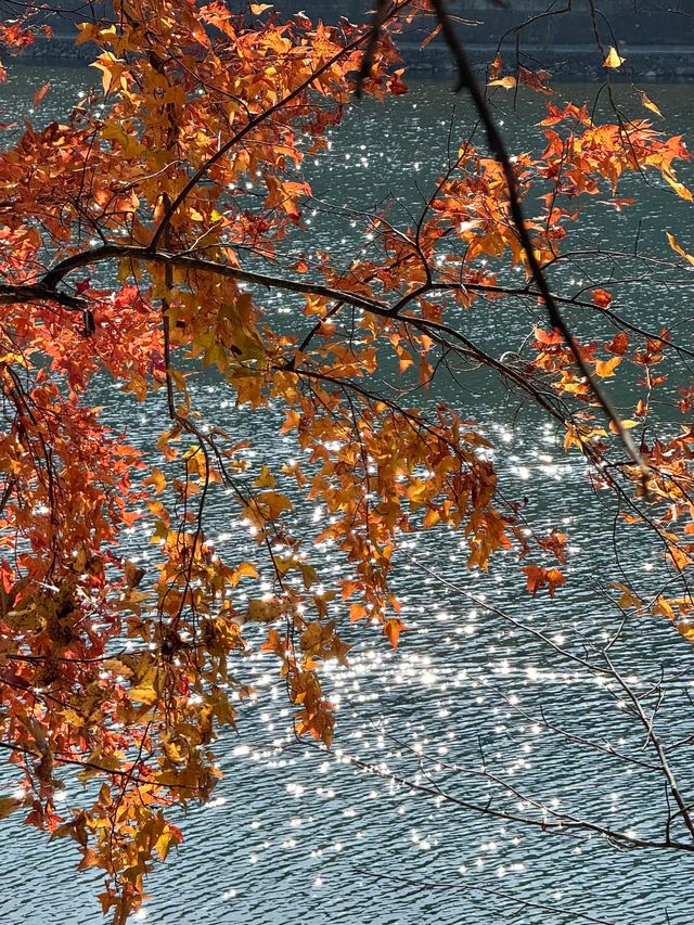 楠溪江秋冬遊攻略一鍵解鎖金黃柿子+古村曬秋+紅楓古道