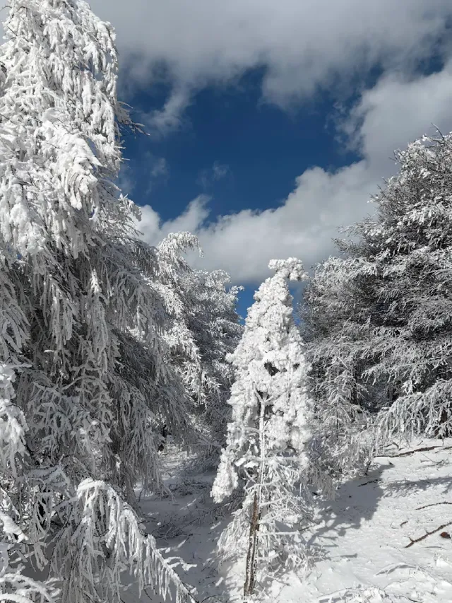 樺皮嶺踏雪徒步|88元冬遊特惠! 樺皮嶺踏雪徒步|88元冬遊特惠!