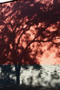 南京鼓樓公園銀杏｜紅牆光影+古今同框