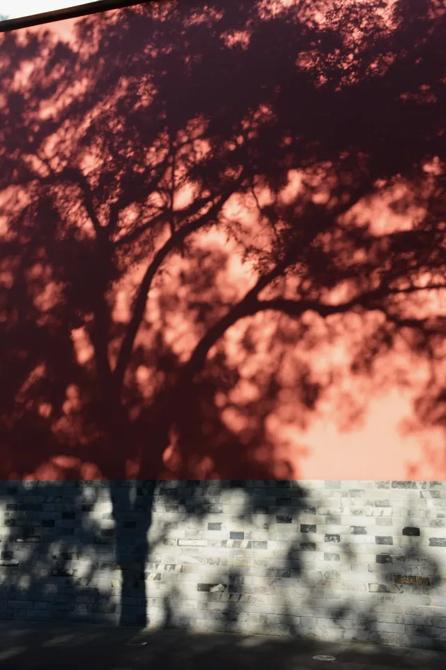 南京鼓樓公園銀杏｜紅牆光影+古今同框