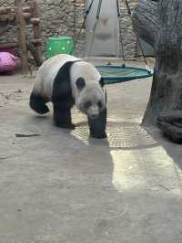 神農架 / 大熊貓館