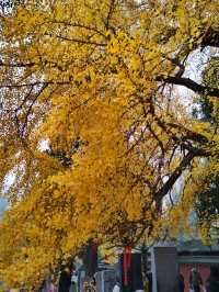 少林寺不僅有武學,還有銀杏!