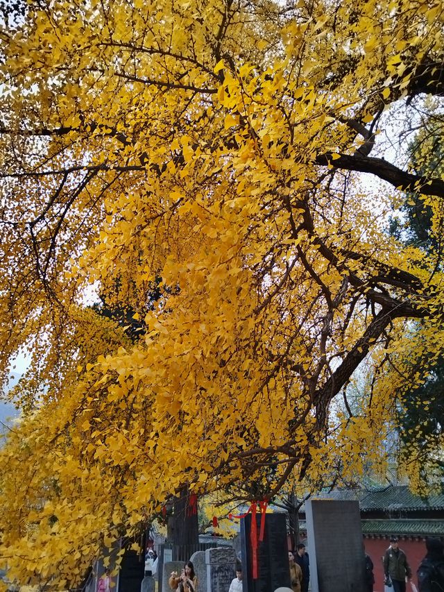 少林寺不僅有武學,還有銀杏! 少林寺不僅有武學,還有銀杏!